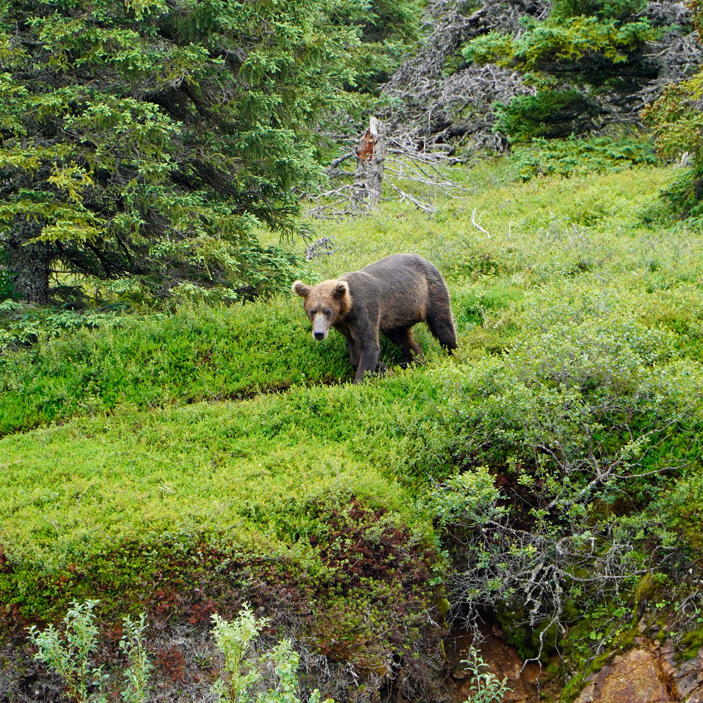 A brown bear walking through green brush near Legend Lodge