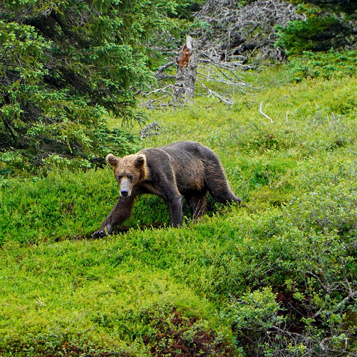 A bear staring at the camera