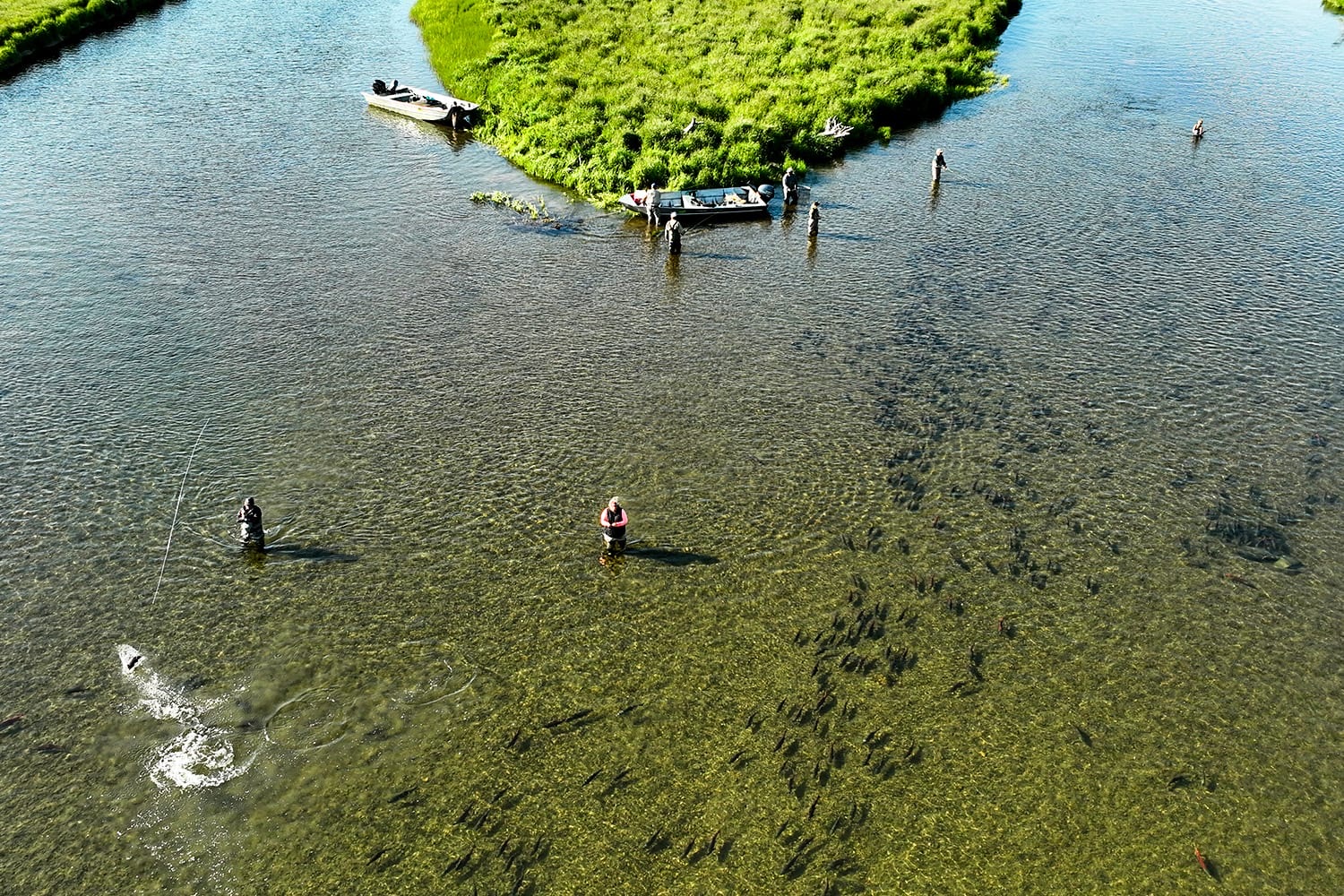 Drone photo of anglers wading a clear river filled with sockeye salmon near Legend Lodge
